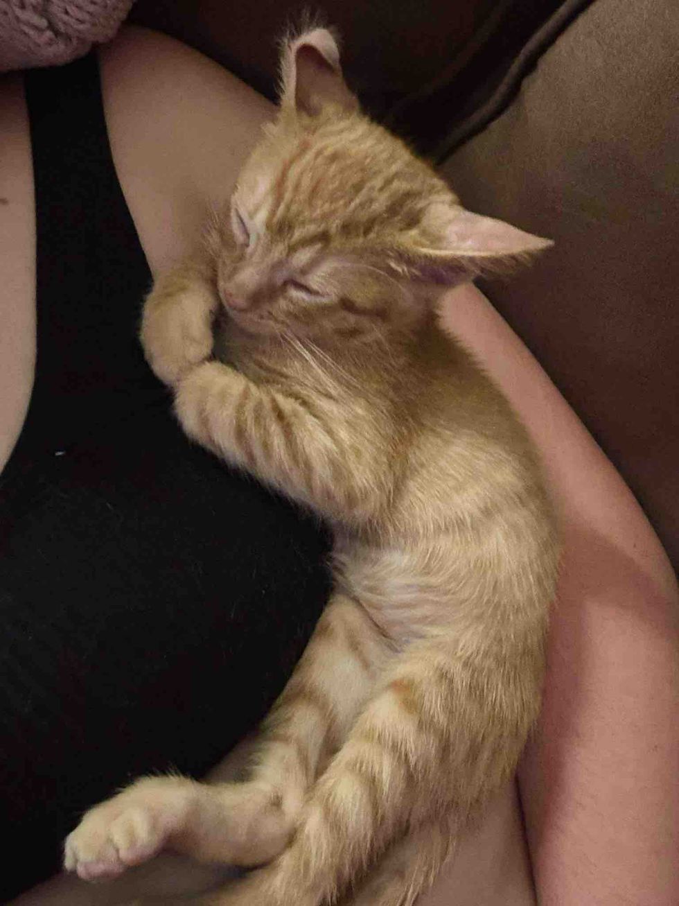 snuggly tabby kitten sleeping