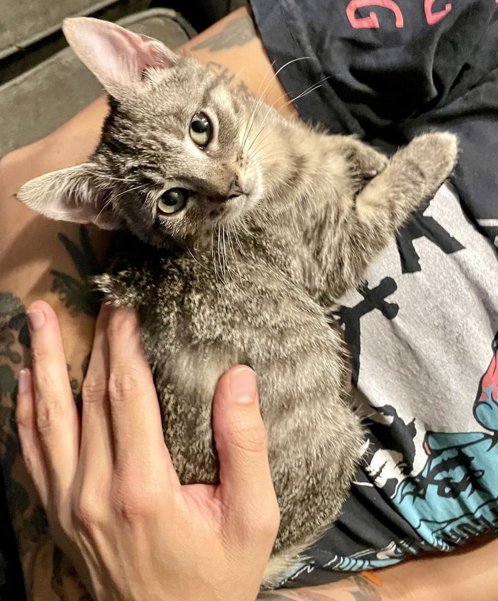 snuggly tabby kitten