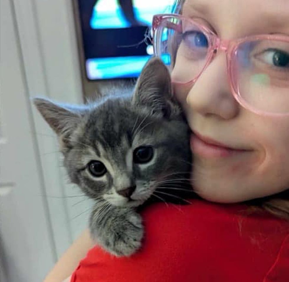 snuggly tabby kitten