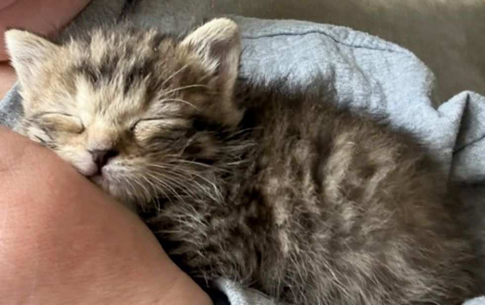snuggly tabby kitten