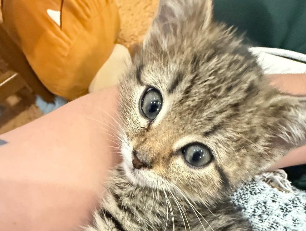 snuggly tabby kitten