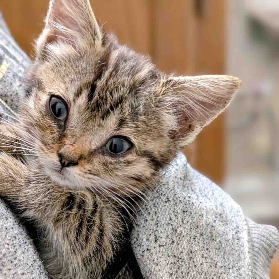 snuggly tabby kitten