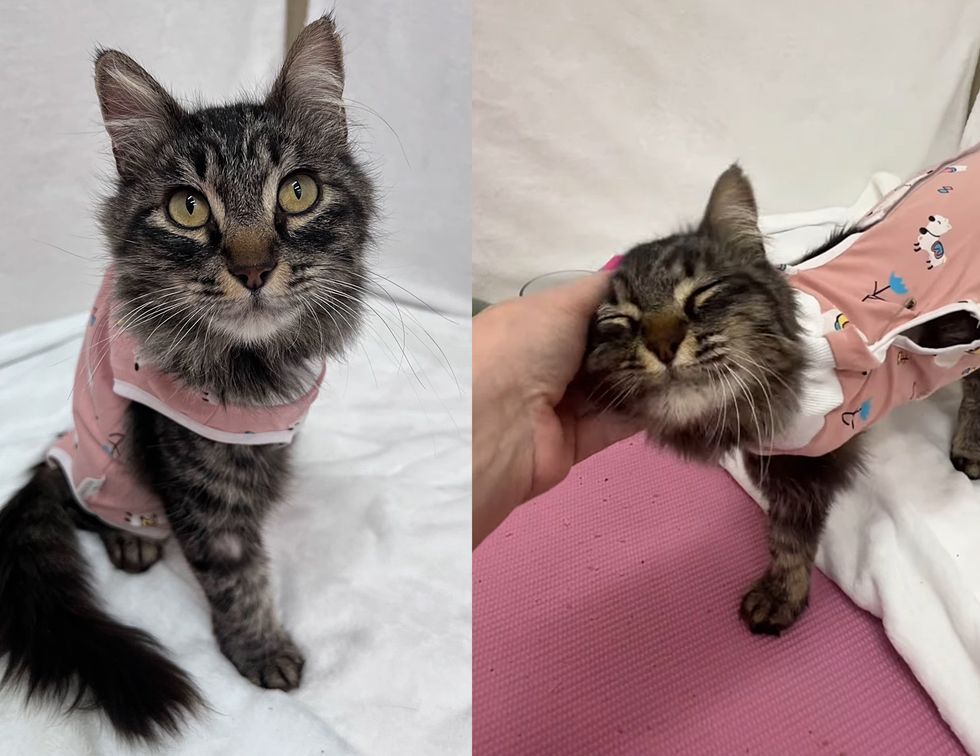 snuggly three legged cat