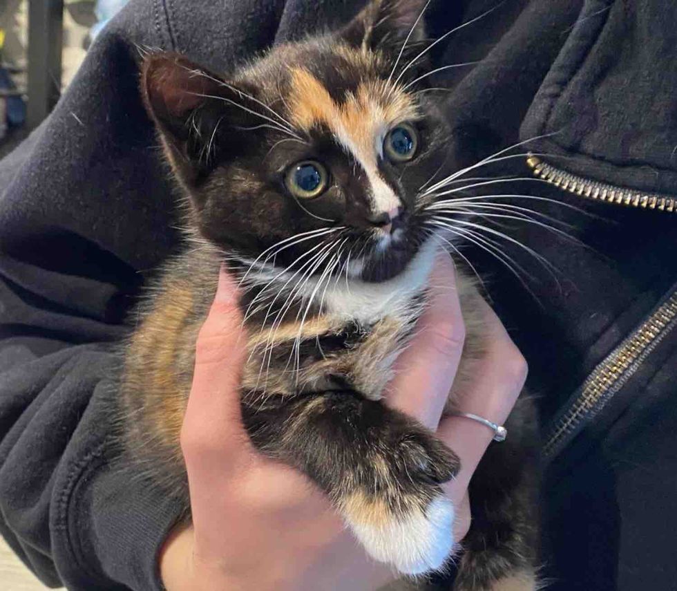 snuggly tortico calico kitten