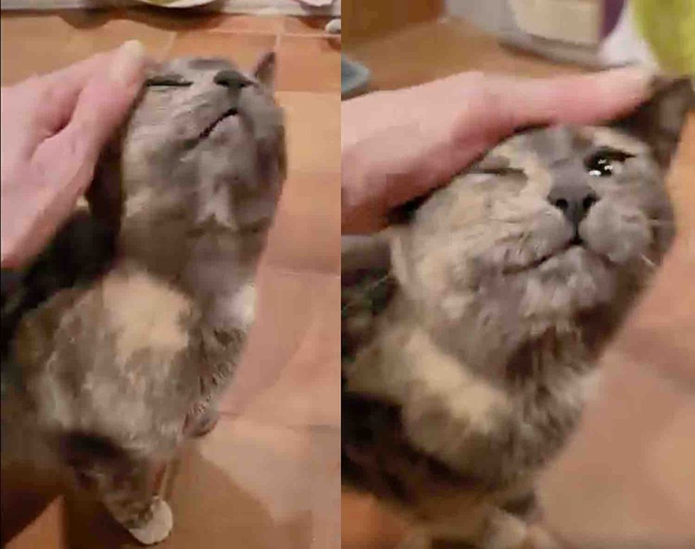 snuggly tortie cat