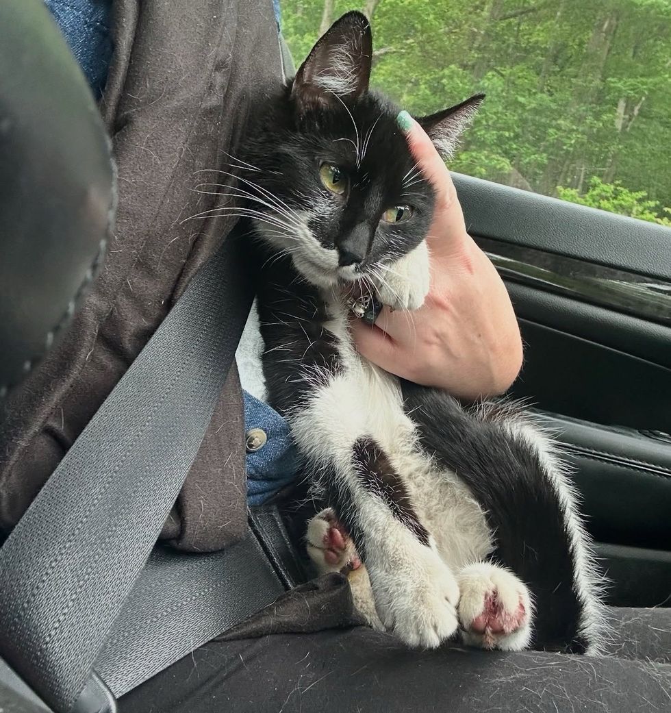 snuggly tuxedo cat safe