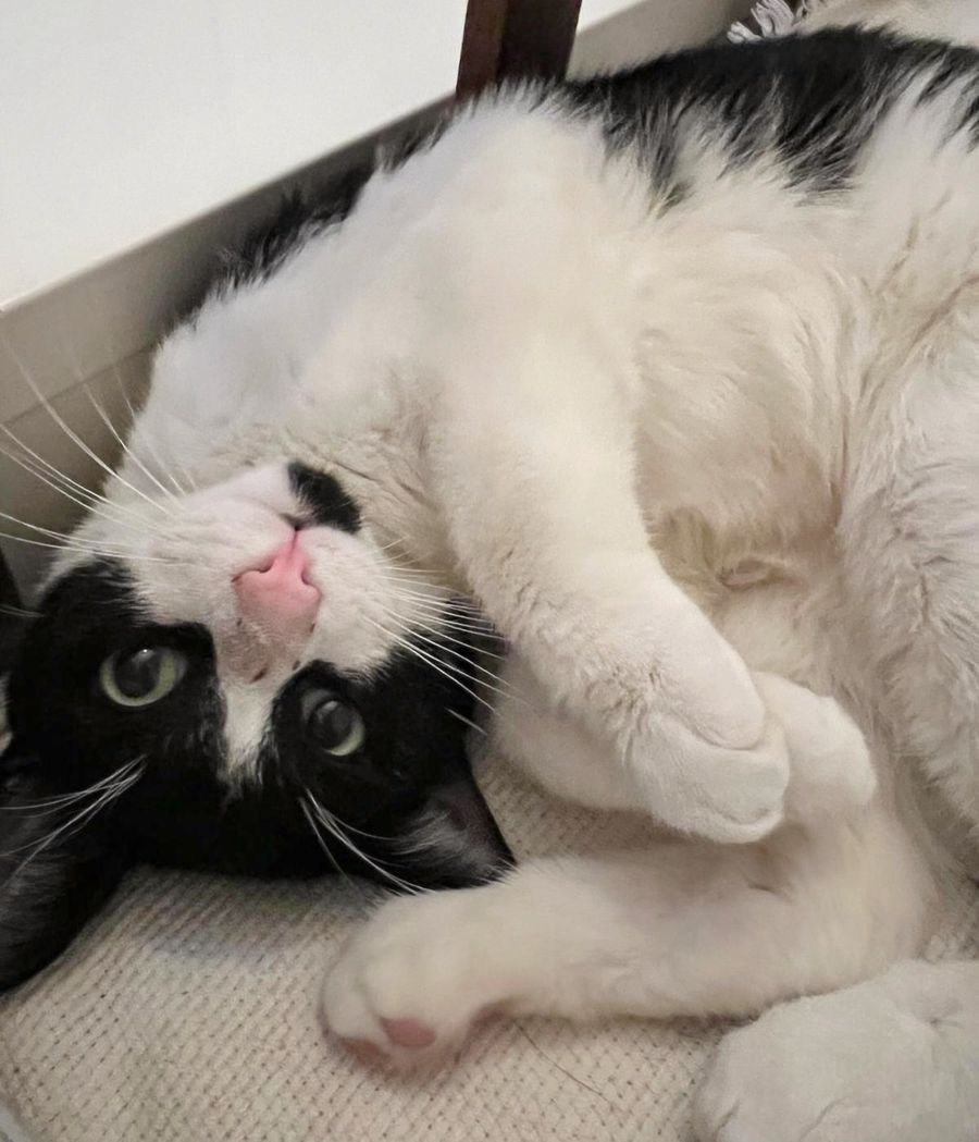 snuggly tuxedo cat