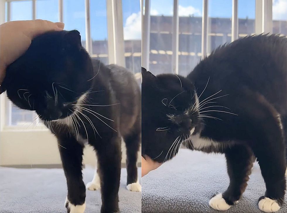 snuggly tuxedo cat