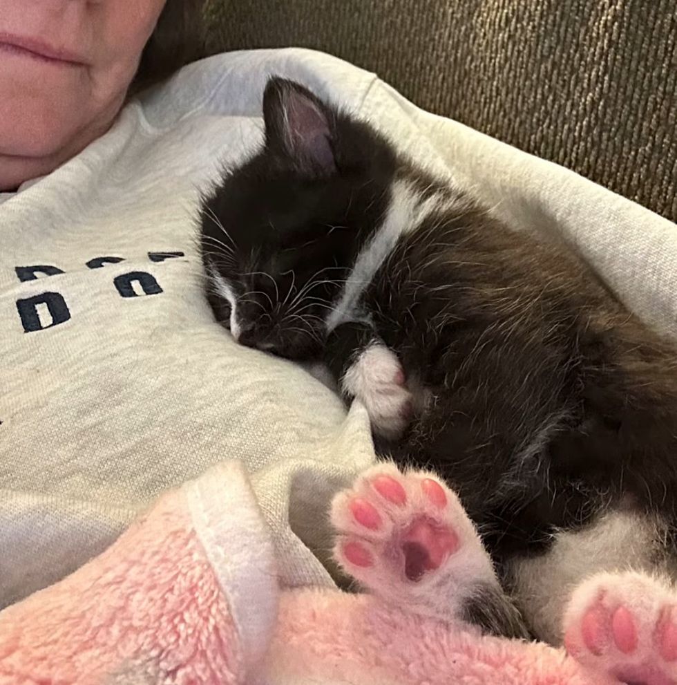 snuggly tuxedo kitten paws