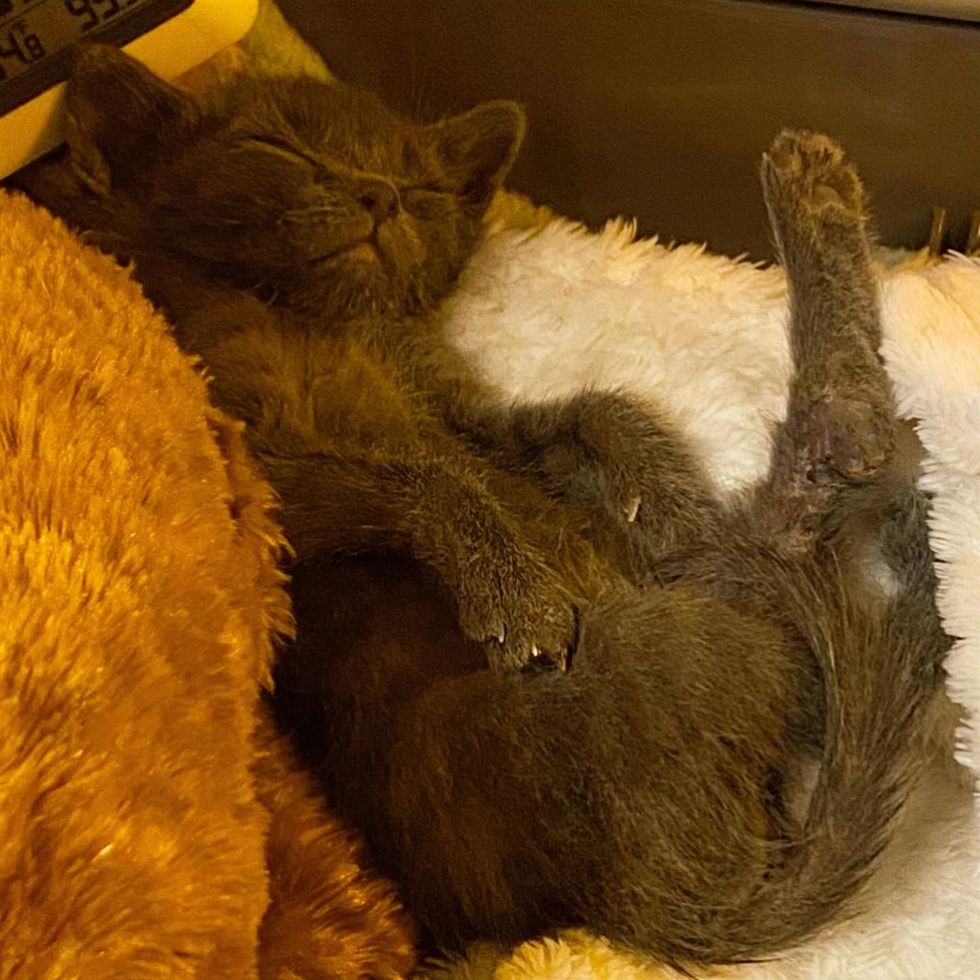Soliloquy curled up asleep against a foster sibling and a stuffed bear