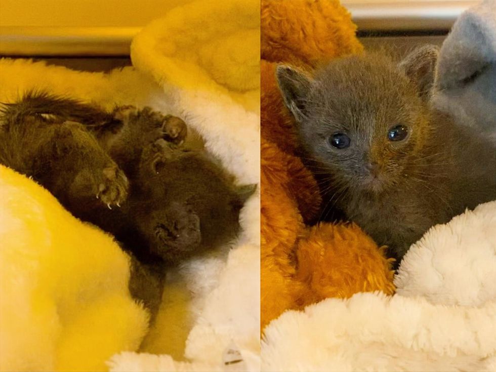 Soliloquy grooming herself(left image), then looking straight at the camera with a worried face (right image)