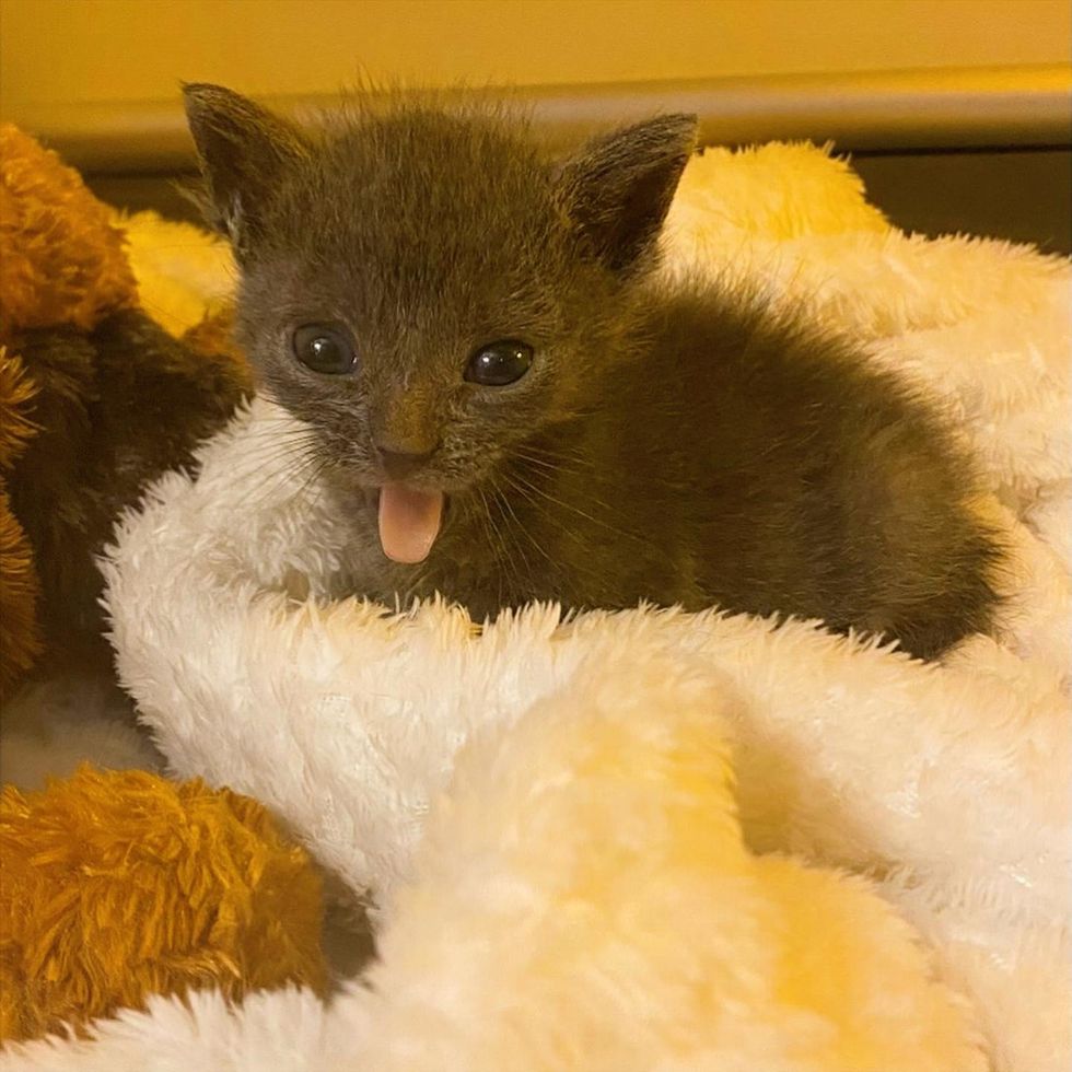 Soliloquy mid-yawn, tongue out, unbothered
