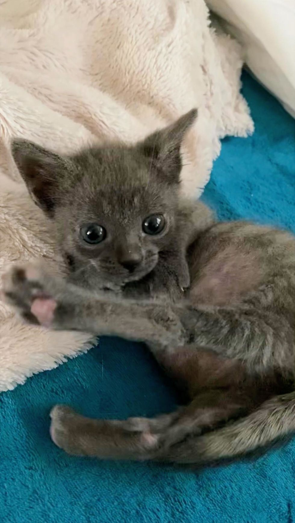 Soliloquy wide-eyed, front paws braced, back legs stretched out as if first time knowing they were there