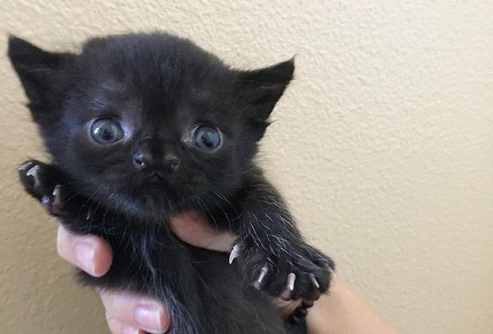 special, kitten, nose, Aela