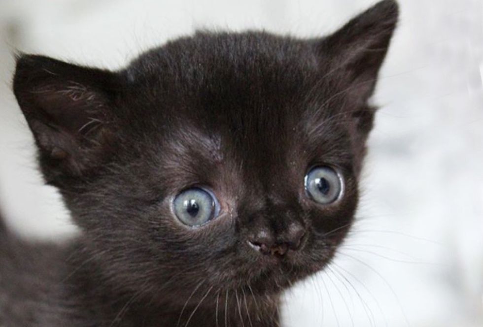 special, nose, kitten, Aela