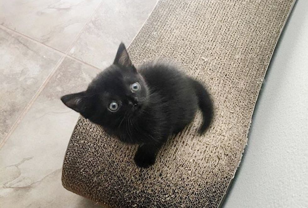 special, nose, kitten, Aela