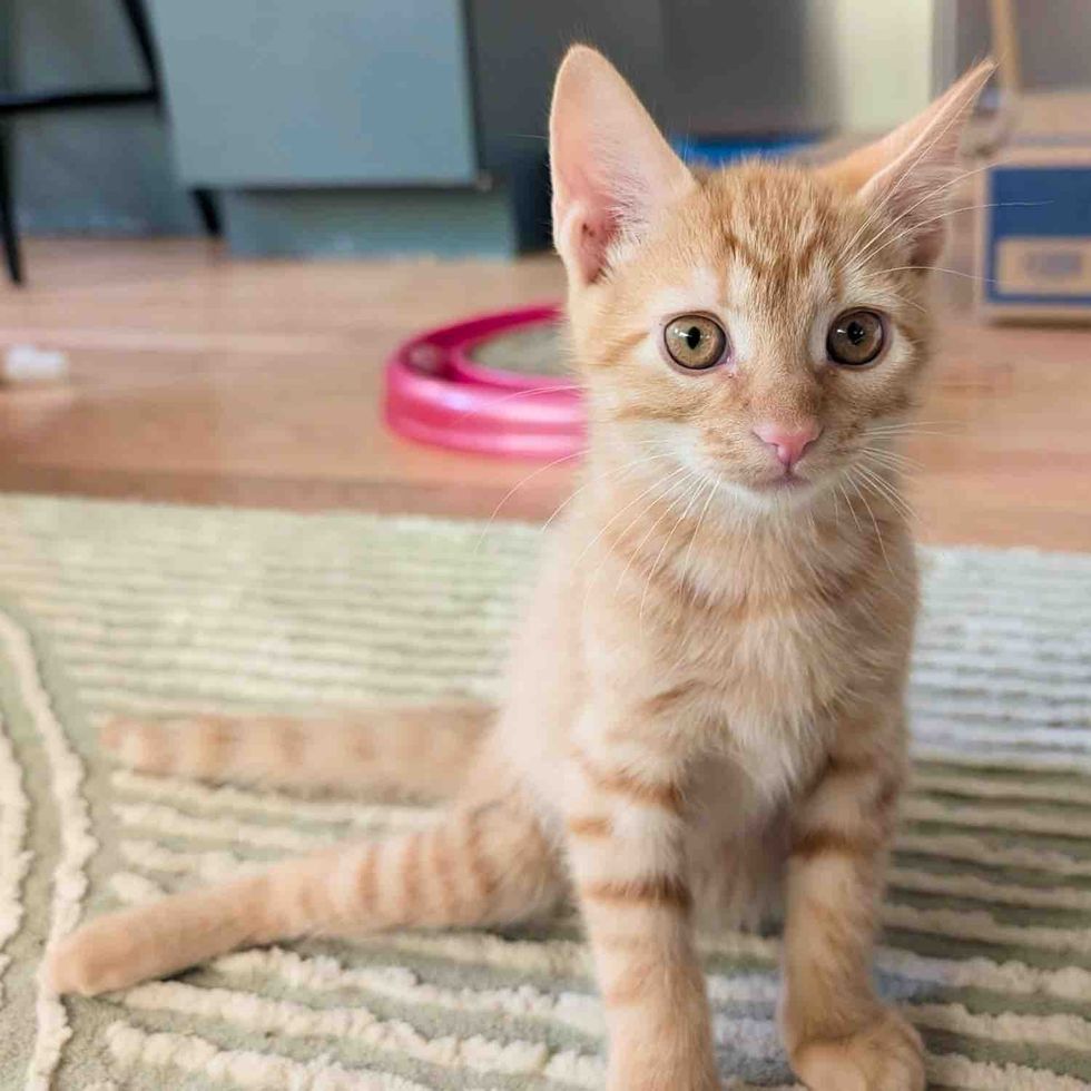 spirited tabby kitten orange