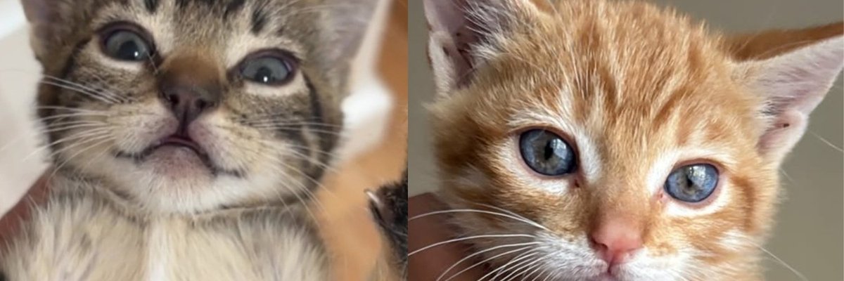 Five Colony Kittens Needed Gloves To Handle for Only Two Days Before Deciding They Preferred Purring on Laps