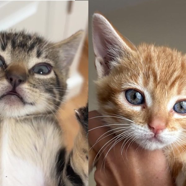 Five Colony Kittens Needed Gloves To Handle for Only Two Days Before Deciding They Preferred Purring on Laps