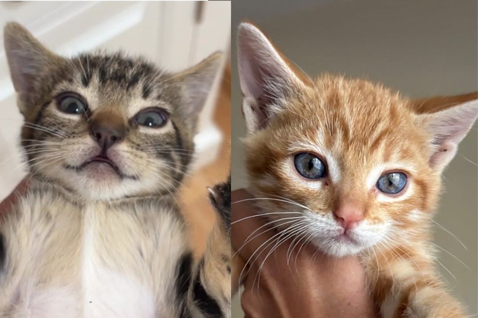 【Love Meow头条】Five Colony Kittens Needed Gloves To Handle for Only Two Days Before Deciding They Preferred Purring on Laps
