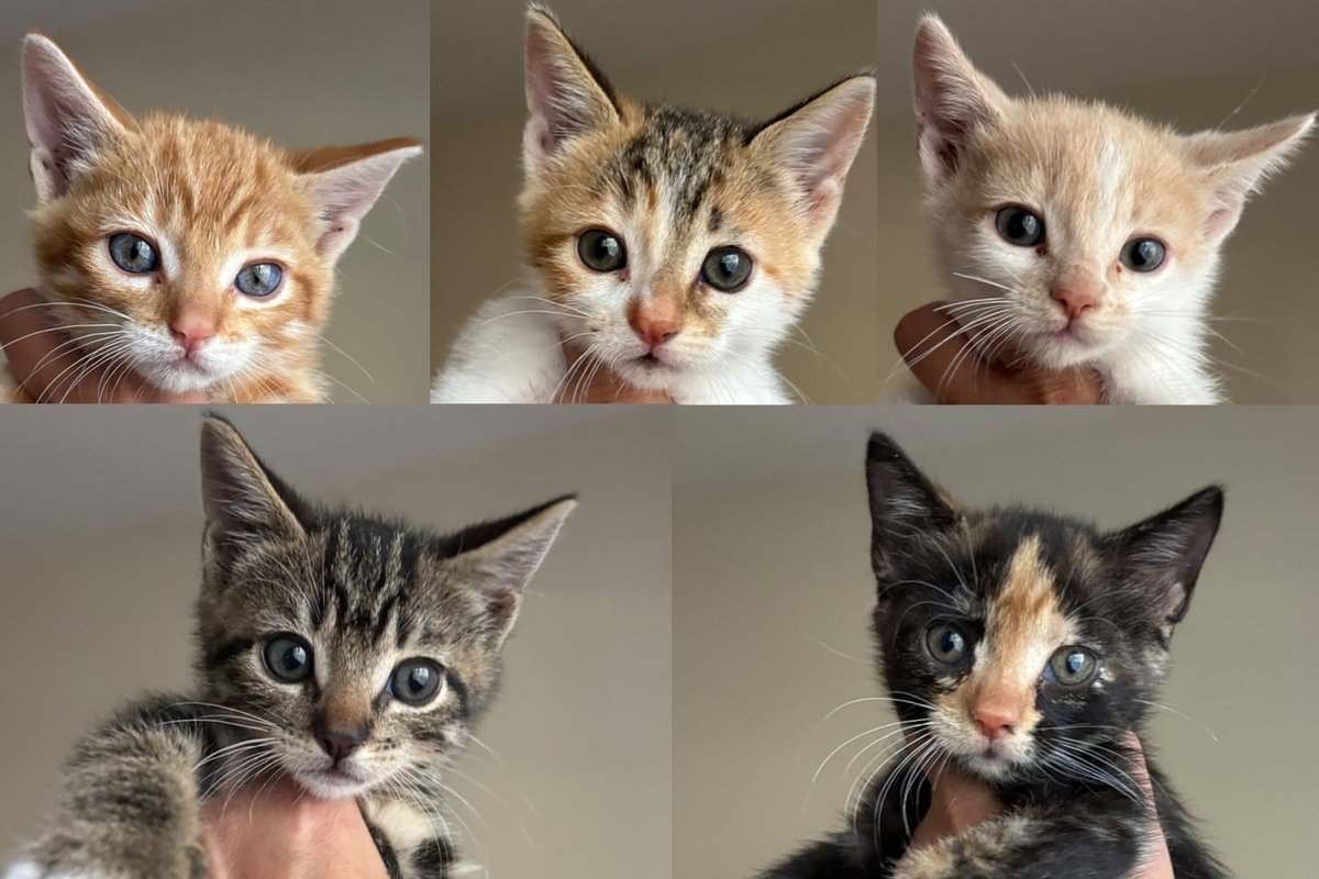 Somebody Named Five Feral Kittens After Squash Varieties, It Explains Something About Rescue Work