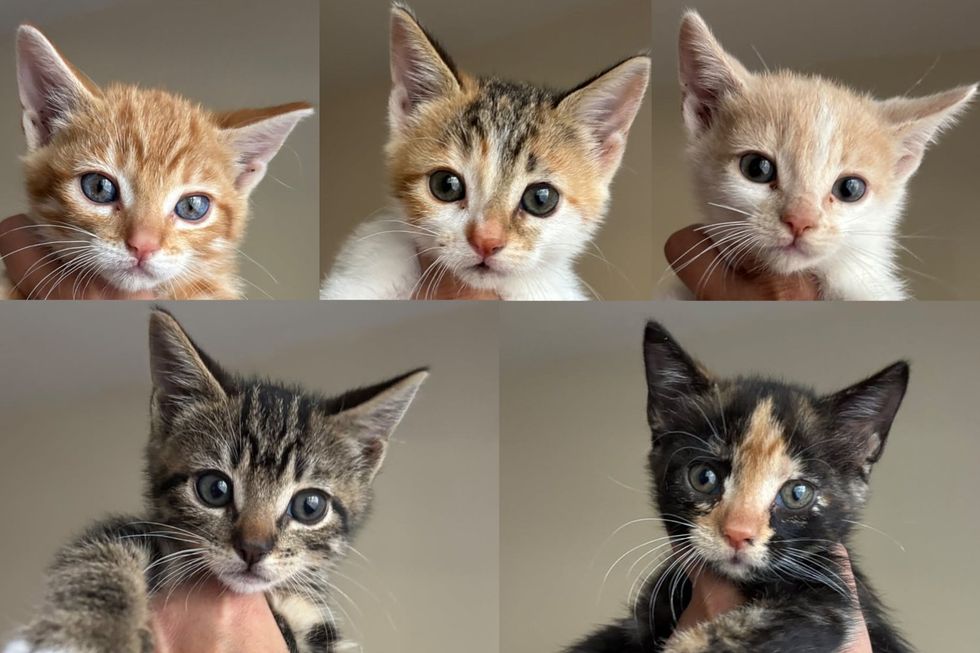 Somebody Named Five Feral Kittens After Squash Varieties, It Explains Something About Rescue Work