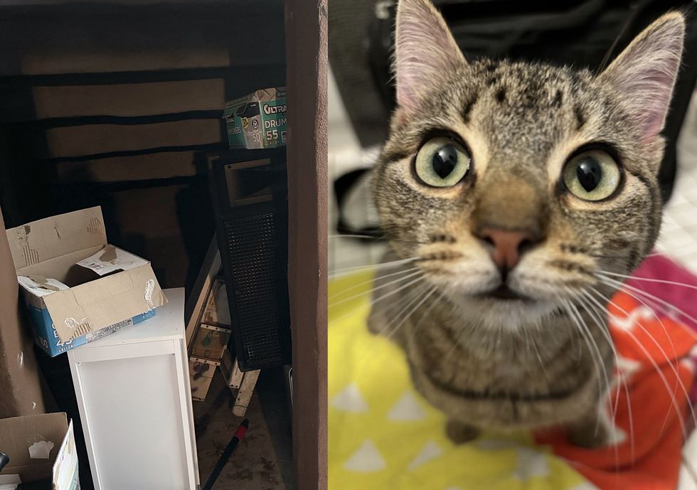 stairs stray kitten tabby