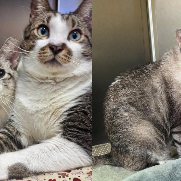Two Cats Left Together on Rescue Doorstep, Big Brother Makes Sure You Never Pet Just One