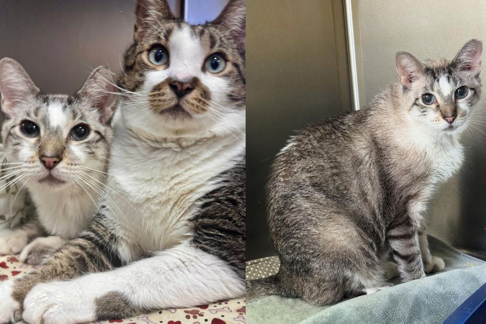 Two Cats Left Together on Rescue Doorstep, Big Brother Makes Sure You Never Pet Just One