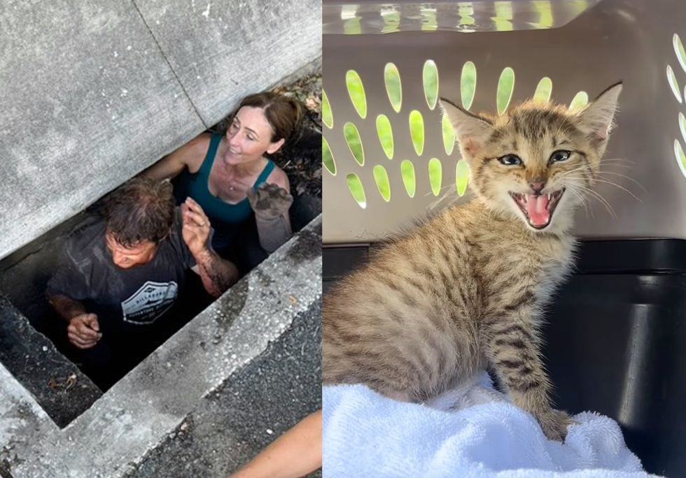 storm drain kitten rescue