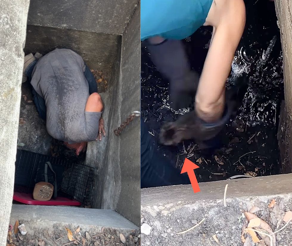 storm drain kitten rescue