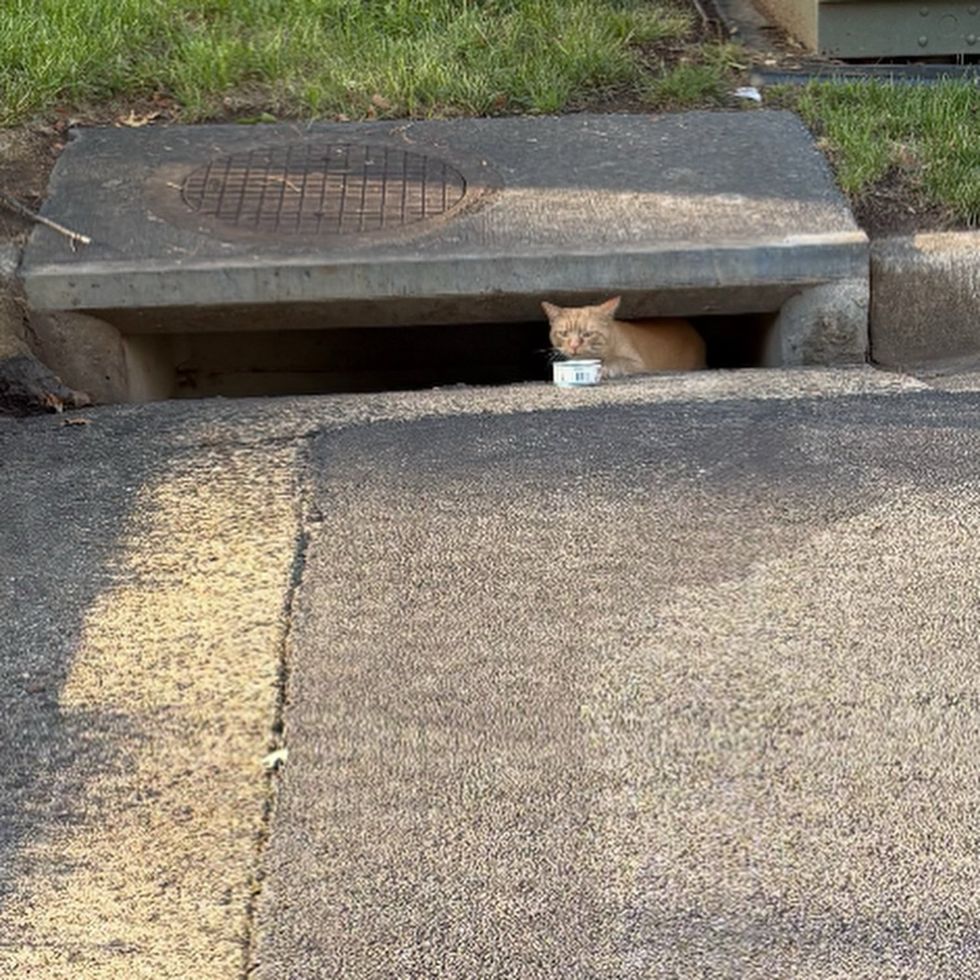 storm drain stray cat