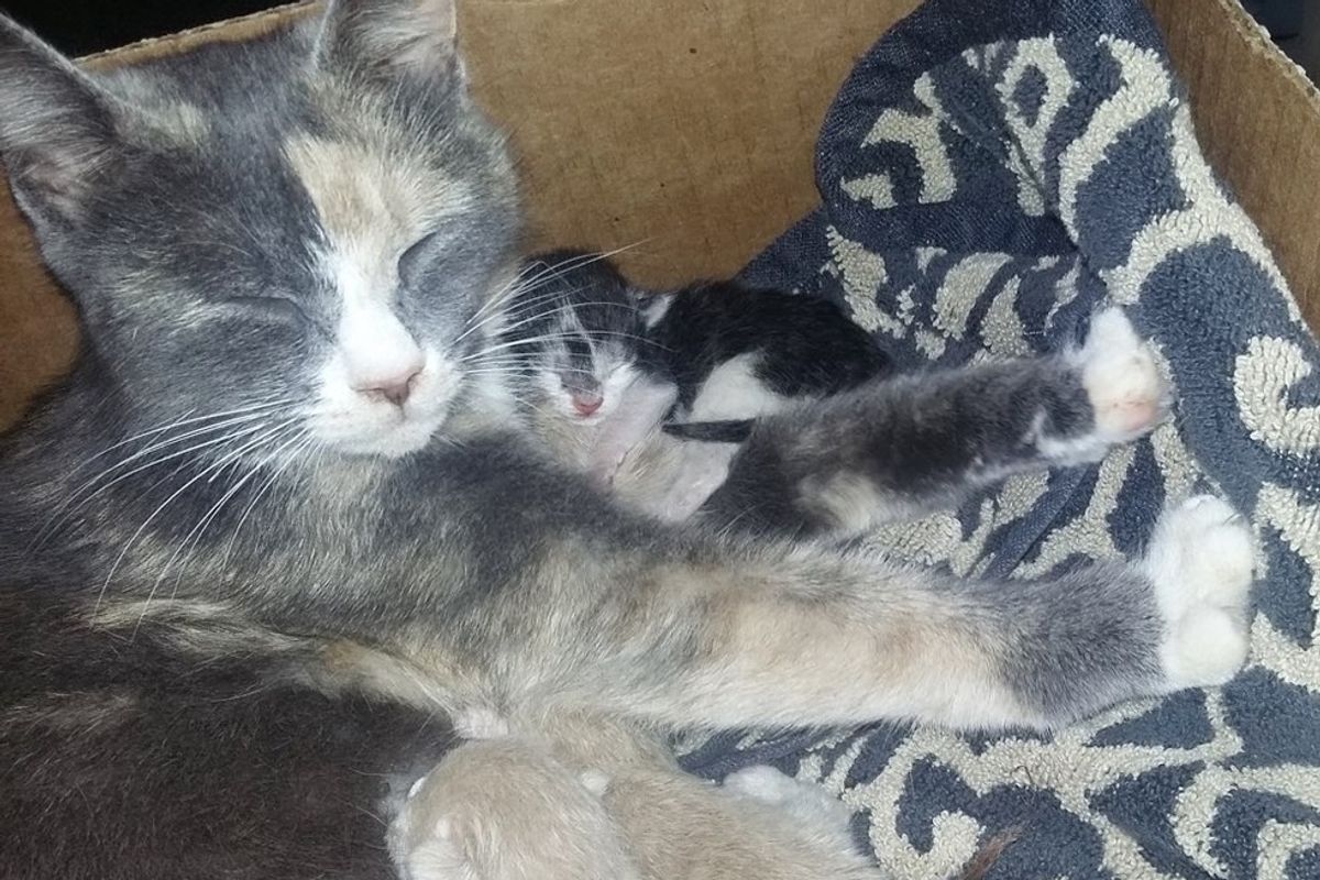 stray calico cat brings friend precious gift