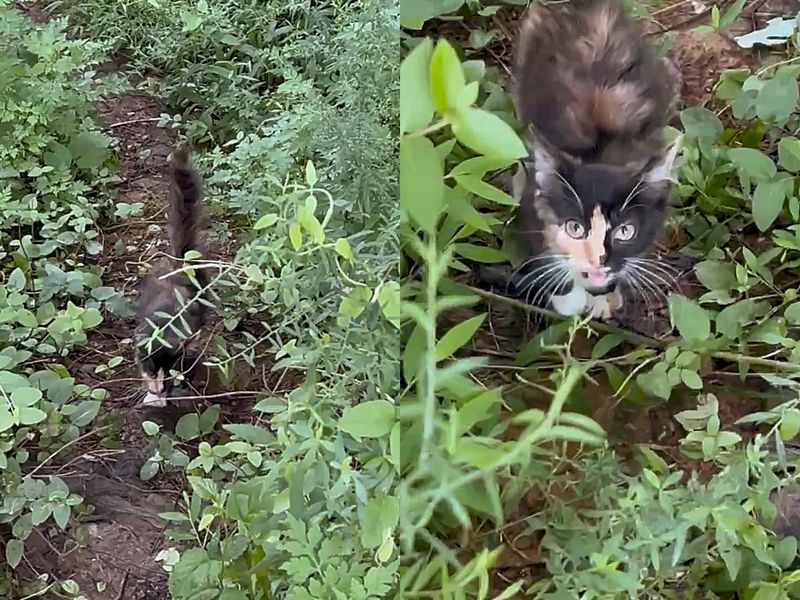 stray calico kitten