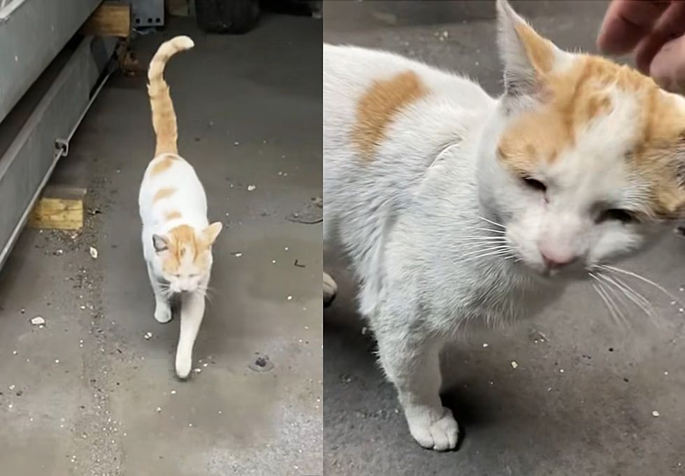 stray cat asking snuggles