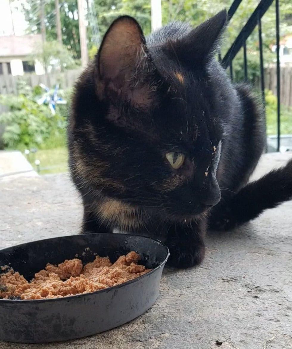 stray cat backyard