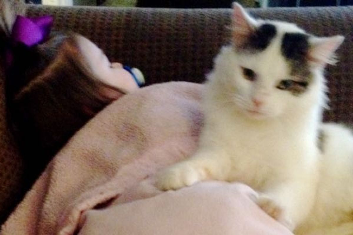 stray cat became kids babysitter and best friend