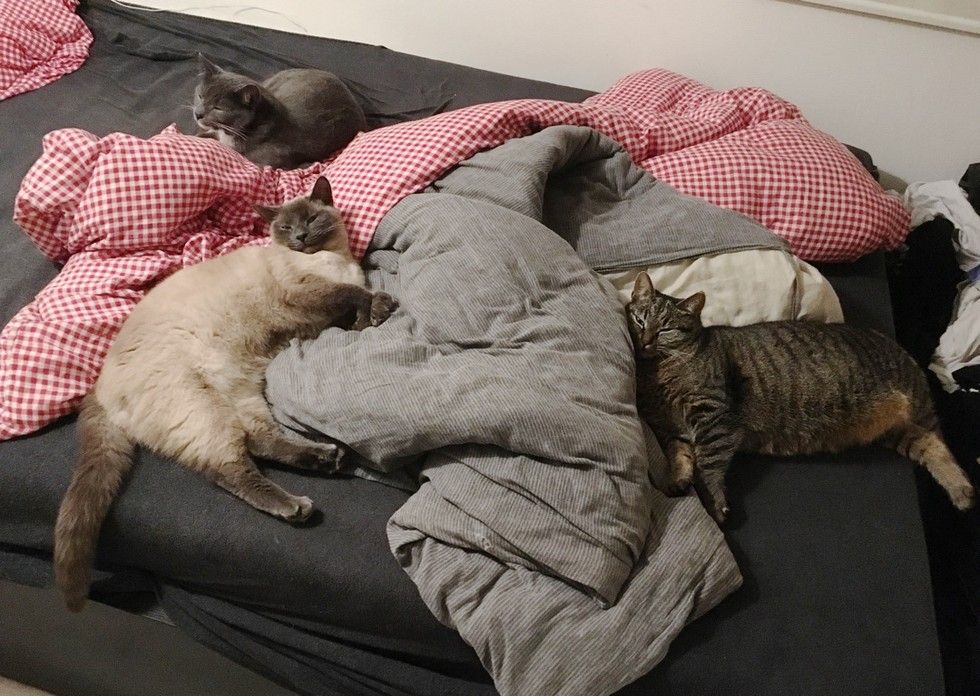 stray cat brings her kittens to family bed