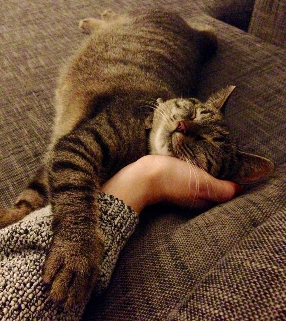 stray cat brings her kittens to family cuddling