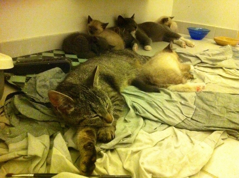 stray cat brings her kittens to family