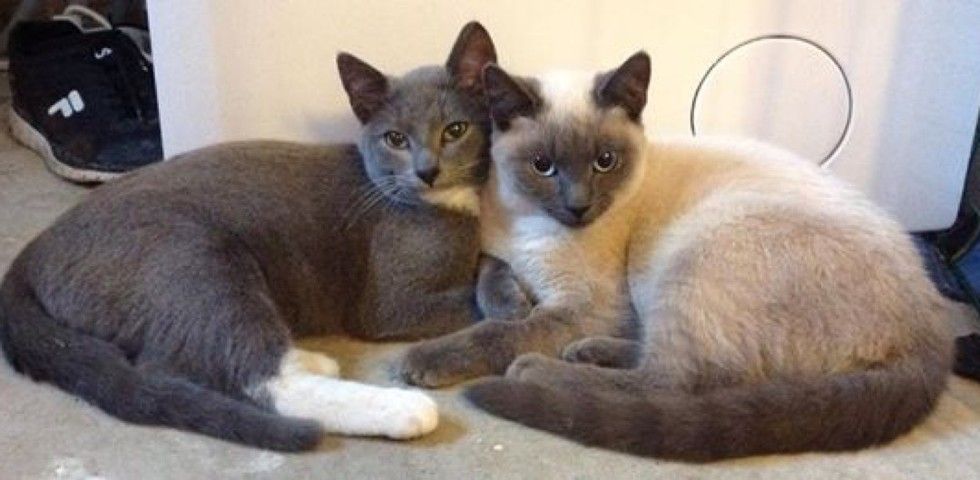 stray cat brings her kittens to family