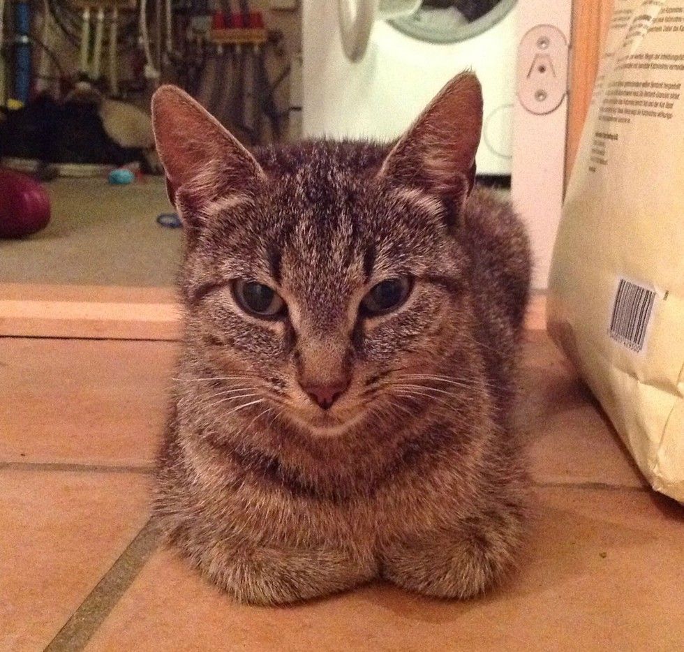 stray cat brings her kittens to family