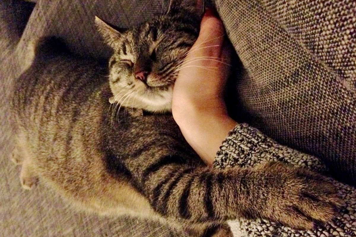 stray cat brings her kittens to family