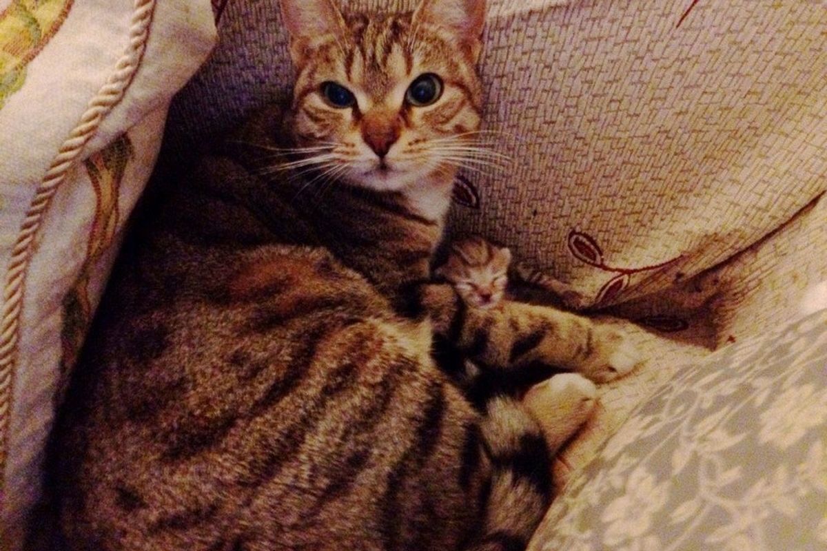 stray cat brings surprise to man's couch