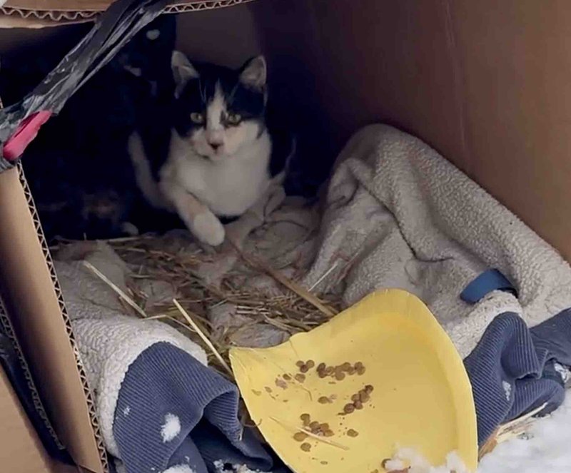 stray cat cardboard shelter