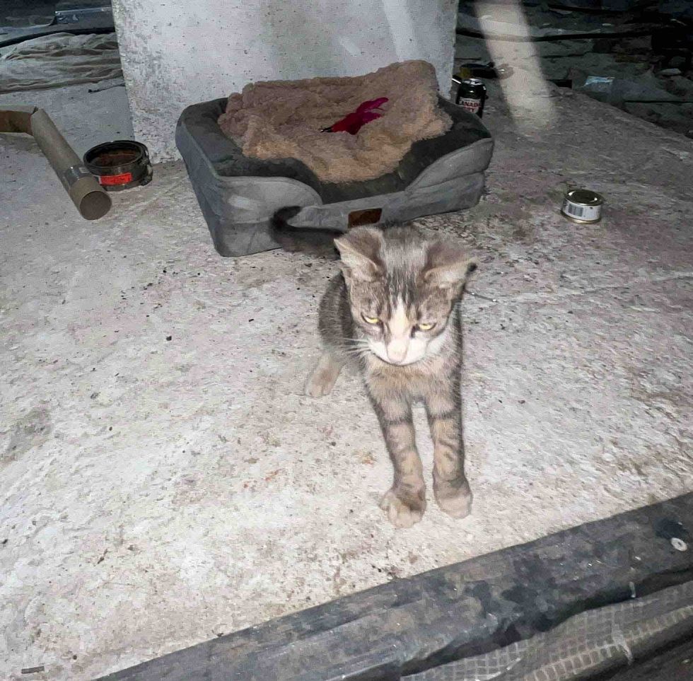 stray cat construction site