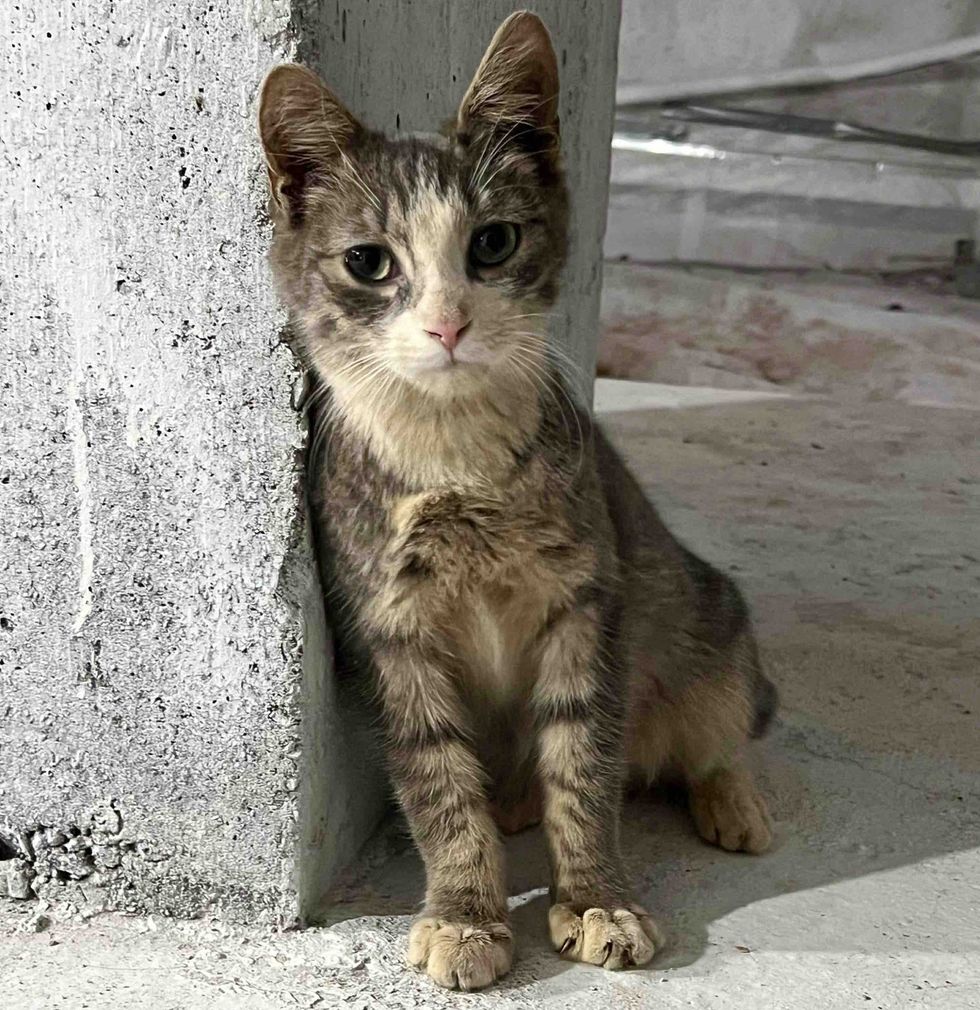 stray cat construction site