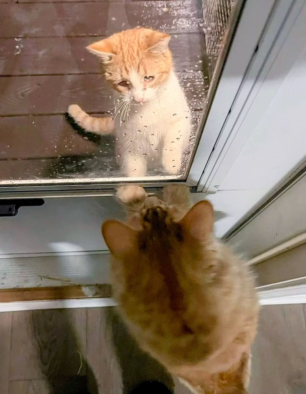 stray cat door friends