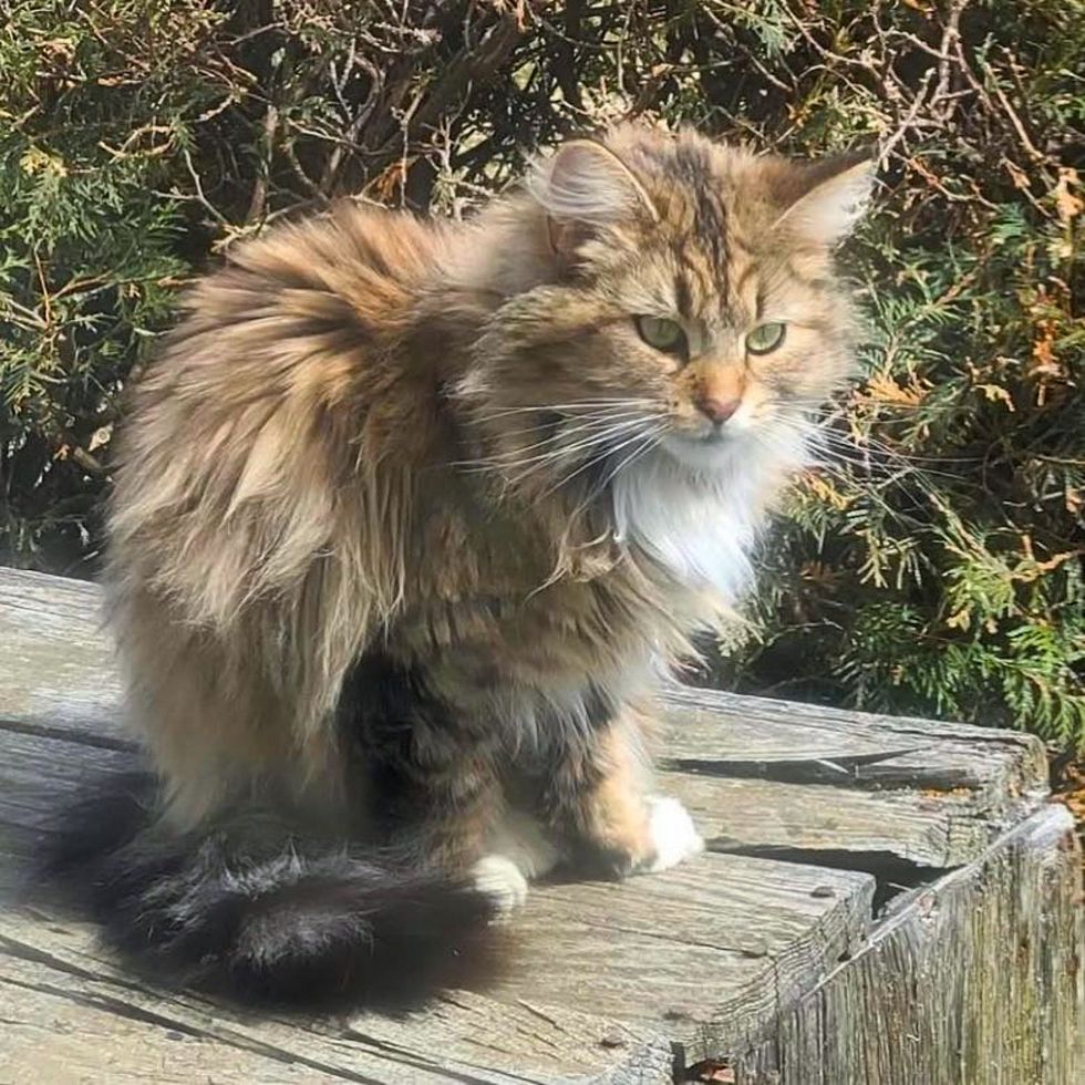 stray cat fluffy coat