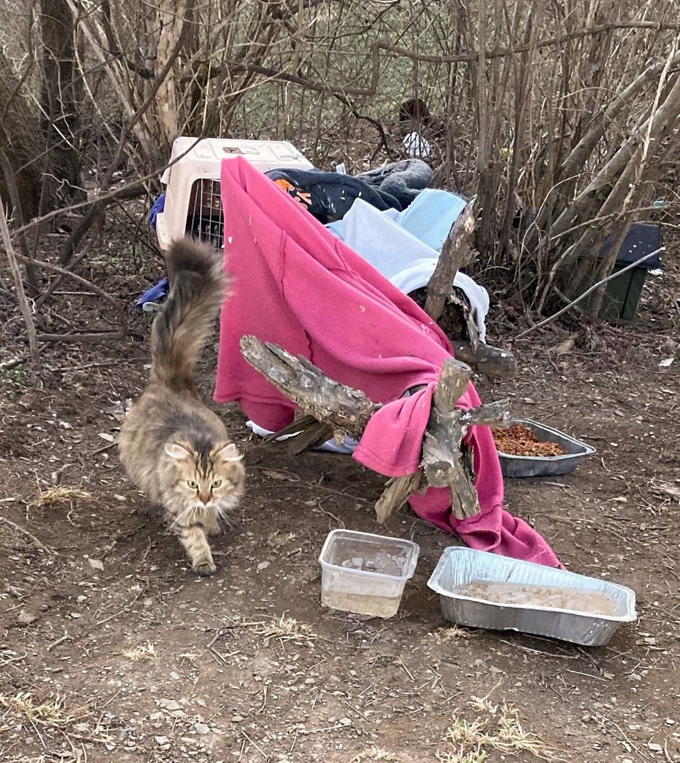 stray cat fluffy outside